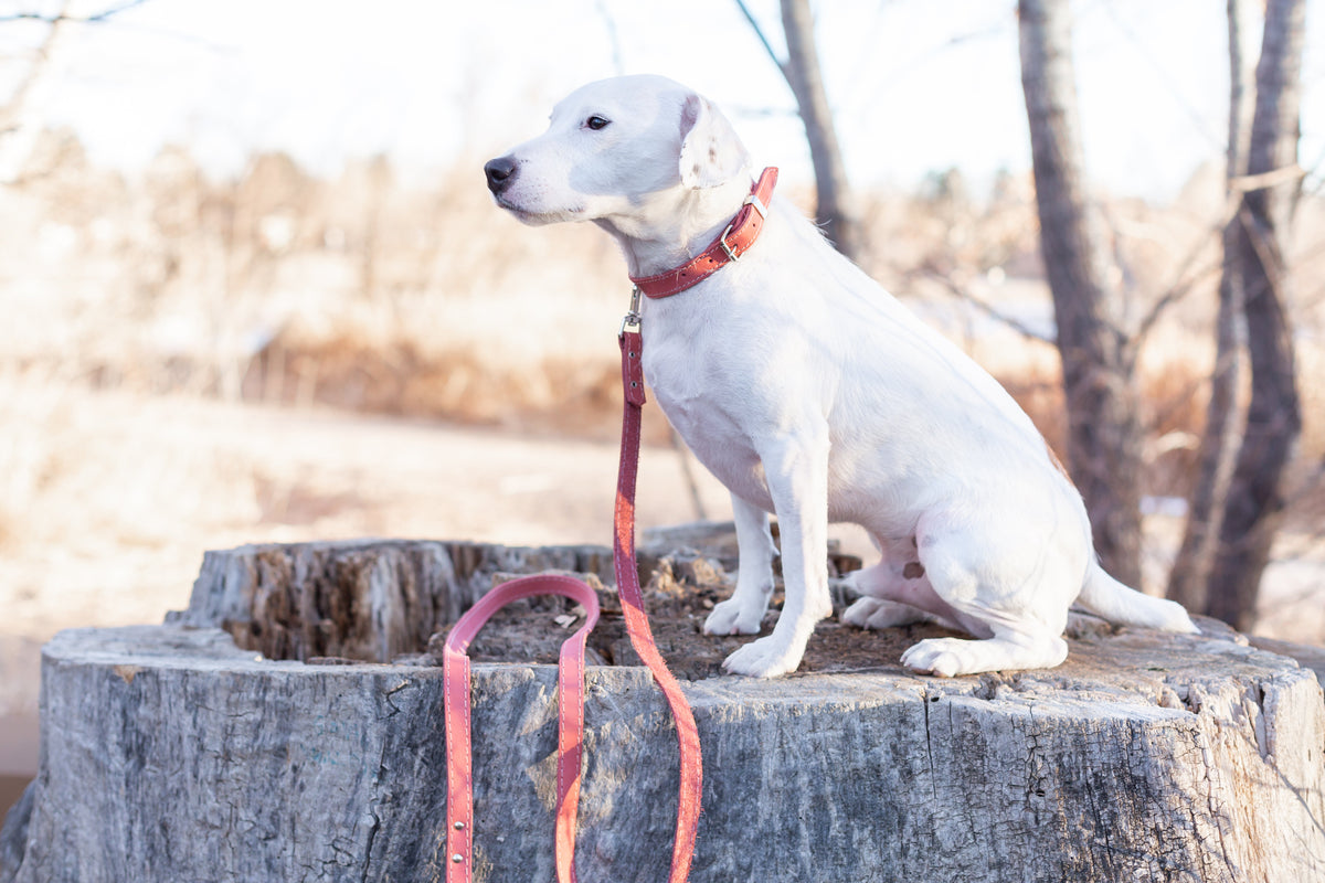 Everyday Companion Leather Dog Leash by Euro-Dog — 6 ft