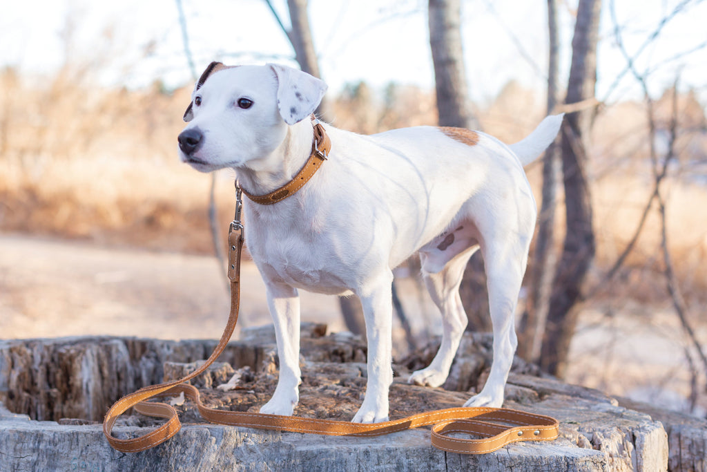 Everyday Companion Leather Dog Collar by Euro-Dog