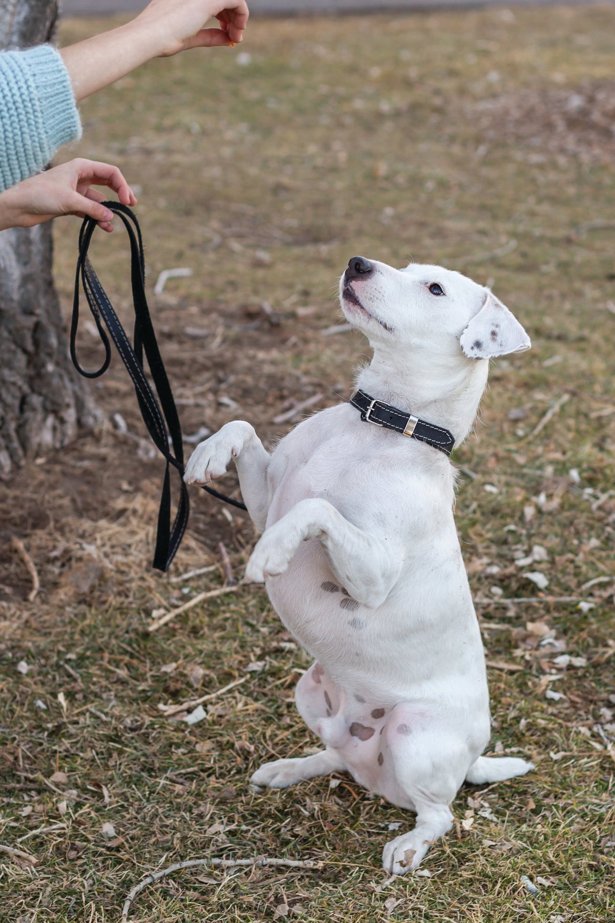 Everyday Companion Leather Dog Collar by Euro-Dog