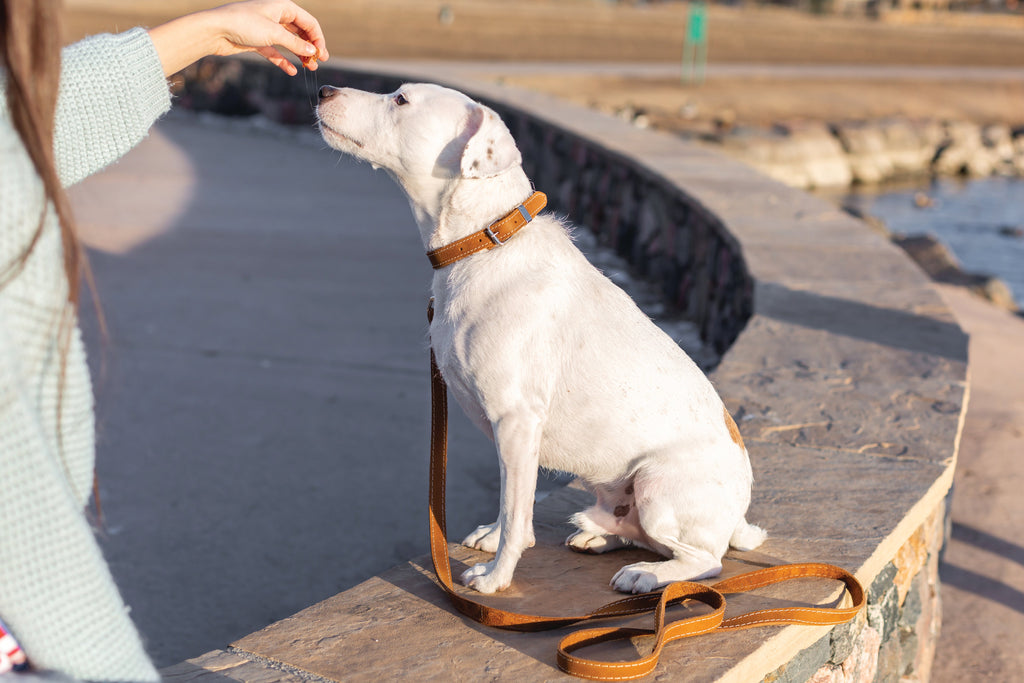 Everyday Companion Leather Dog Leash by Euro-Dog — 6 ft