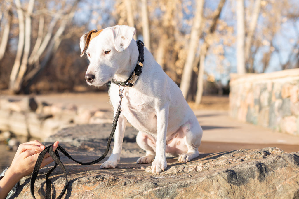 Everyday Companion Leather Dog Leash by Euro-Dog — 6 ft